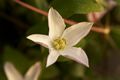 Clematis Huldine-1 Powojnik